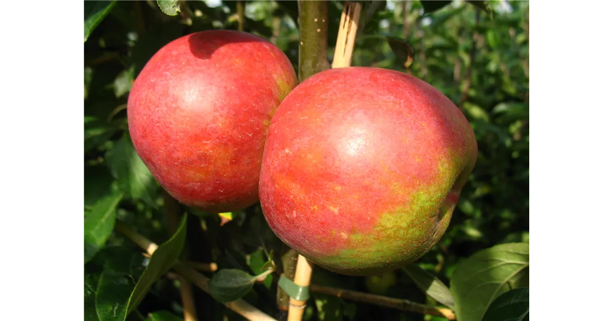 Apfel Roter Boskoop Malus Domestica Roter Boskoop