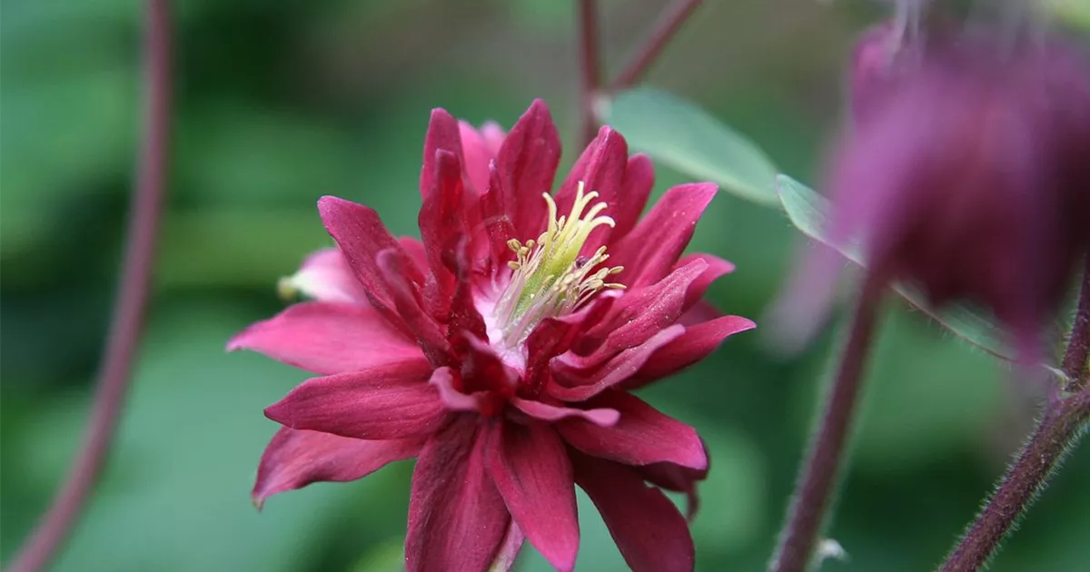 Aquilegia vulgaris Ruby Port Gefüllte Akelei GartenBaumschule Becker