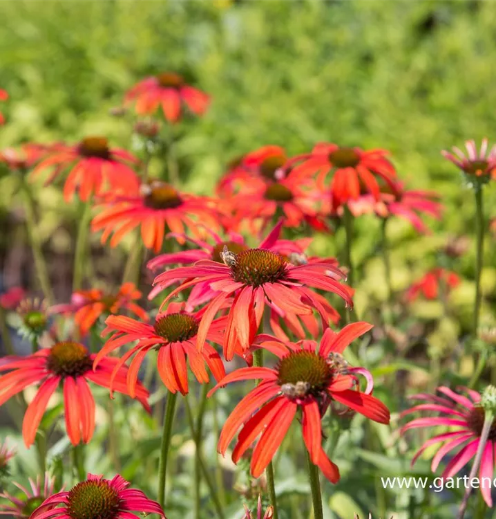 Garten Scheinsonnenhut Tomato Soup Echinacea Purpurea Tomato Soup