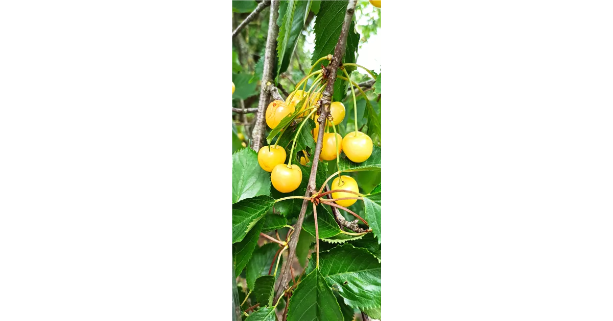 Süßkirsche \'Dönissens avium Becker Gelbe Gelbe Prunus \'Dönissens Knorpelkische\' - GartenBaumschule Knorpelkische