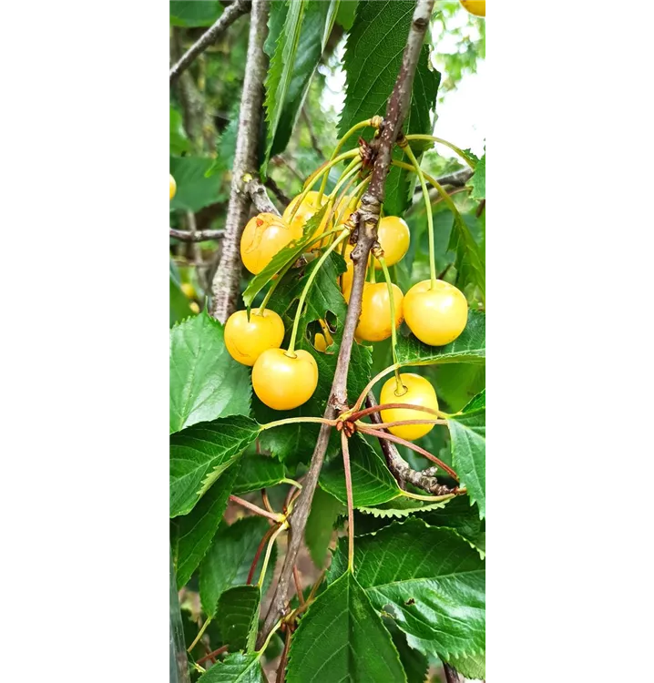 Knorpelkische\' Gelbe avium - Prunus GartenBaumschule Gelbe Becker Knorpelkische\', \'Dönissens \'Dönissens Süßkirsche