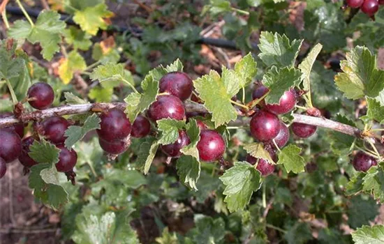 Ribes uva-crispa \'Hinnonmäki Becker CAC, GartenBaumschule rot\' - rot\' Stachelbeere \'Hinnonmäki