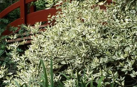 Cornus alba 'Elegantissima'