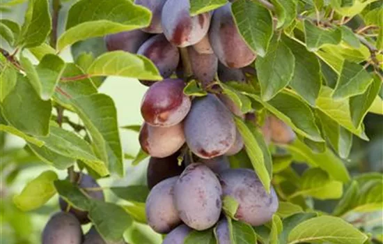 Zwetsche \'Wangenheims Frühzwetsche\', Prunus domestica domestica subsp. Frühzwetsche\' \'Wangenheims - Becker GartenBaumschule
