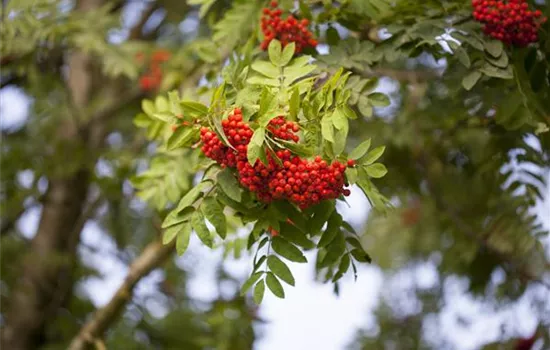 Eberesche Ulong Sorbus Aucuparia Ulong Gartenbaumschule Becker