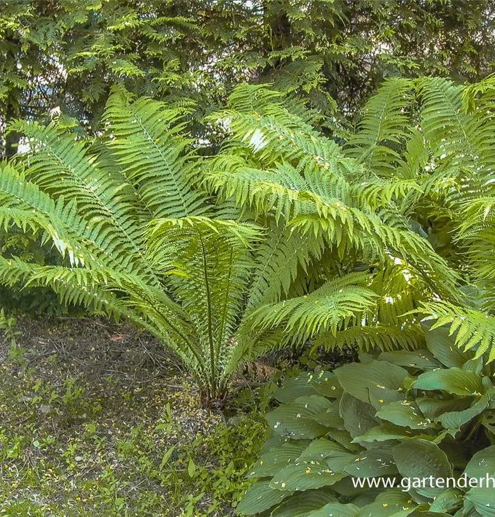 Europäischer Straußenfarn, Matteuccia Struthiopteris - GartenBaumschule ...