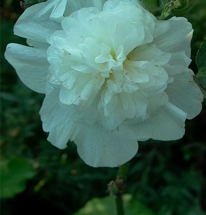 Alcea rosea 'Pleniflora', weiß