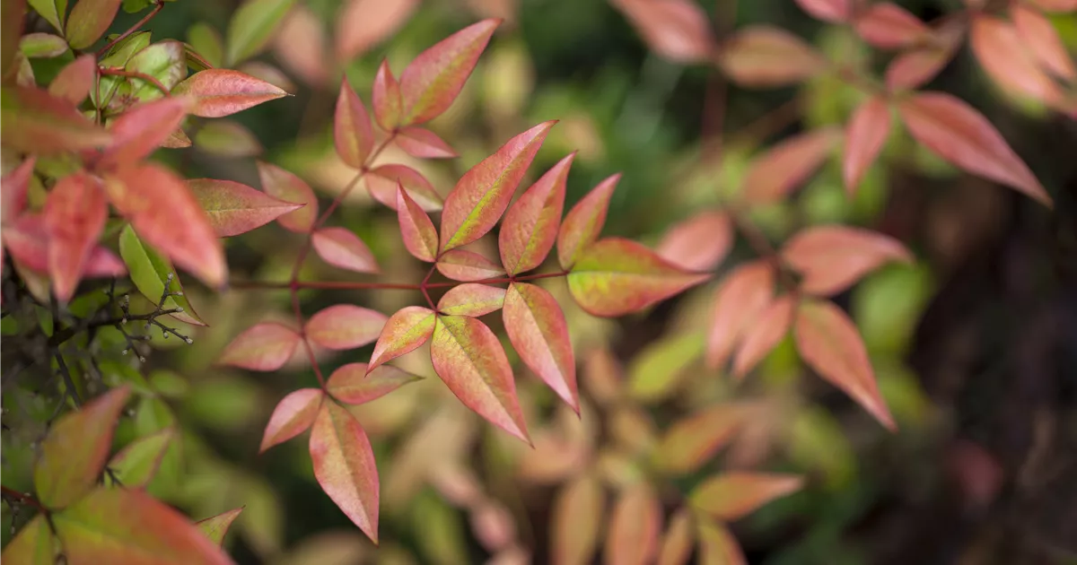 Nandina Feuerkraft Begleitpflanzen