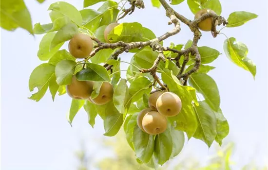Sauerkirsche \'Jade\'®, Becker \'Jade\'® Prunus - cerasus GartenBaumschule