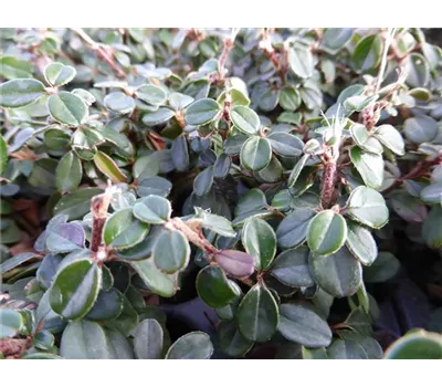 Cotoneaster micro. 'Cochleatus', 12er Set