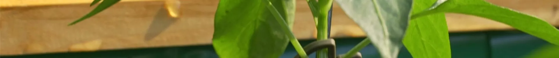 Gemüse-Paprika - Einpflanzen im Hochbeet (Thumbnail).jpg