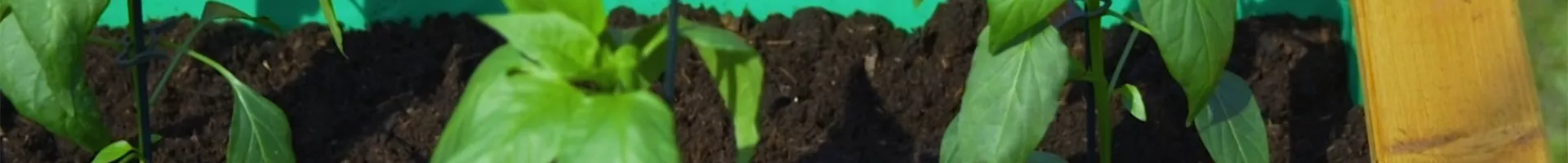 Jalapeno Paprika - Einpflanzen im Hochbeet (Thumbnail).jpg