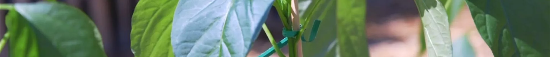 Jalapeno Paprika - Einpflanzen im Gemüsebeet (Thumbnail).jpg