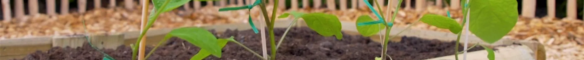 Aubergine - Einpflanzen im Gemüsebeet (Thumbnail).jpg