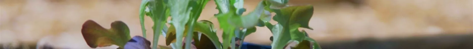 Salat - Einpflanzen ins Gemüsebeet (Thumbnail).jpg
