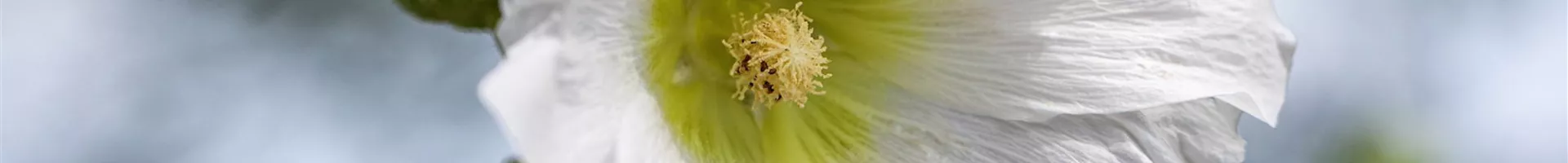 Stockrose - Einpflanzen im Garten (Thumbnail).jpg