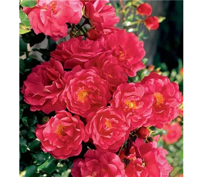 Rosa 'Heidetraum' -R- BDR