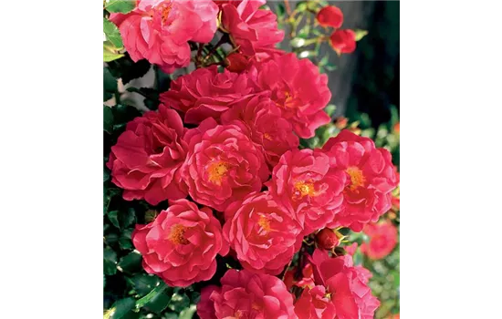 Rosa 'Heidetraum' -R- BDR