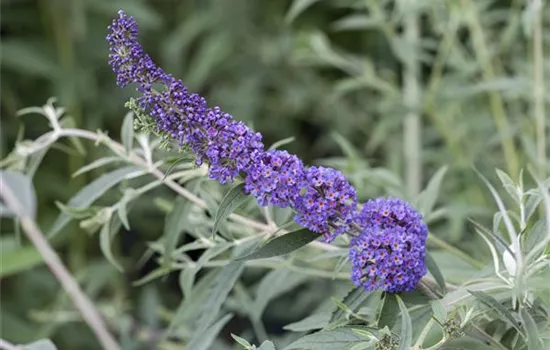 Buddleja davidii 'Nanho Blue'