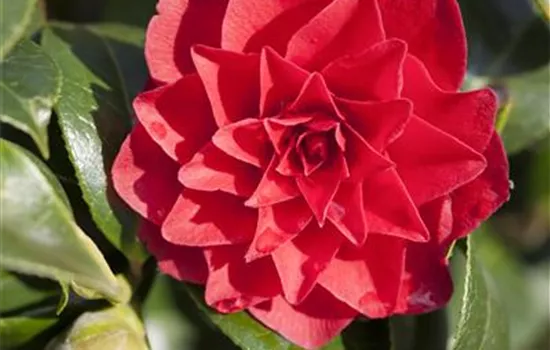 Camellia japonica 'Black Lace'