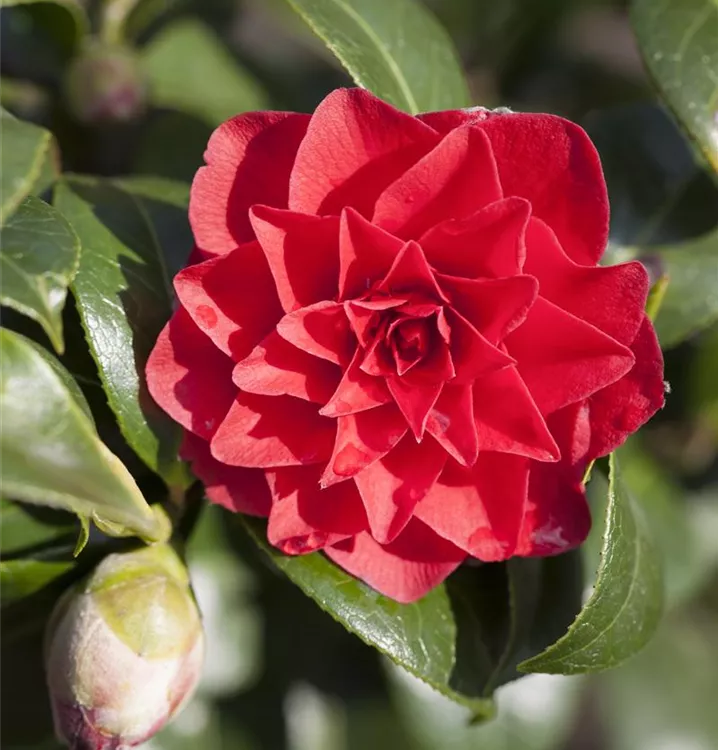 Kamelie japonica 'Black Lace'