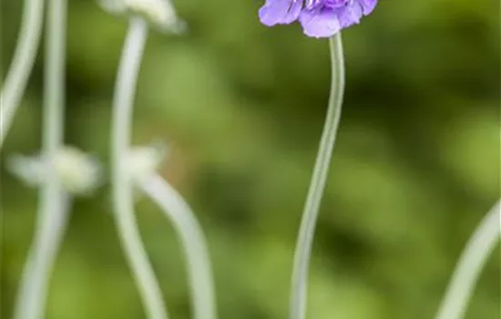 Scabiosa columbaria 'Butterfly Blue'