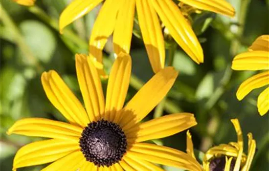 Rudbeckia fulgida sullivantii 'Goldsturm'