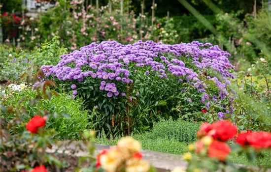 Aster novae-angliae 'Barr's Blue'