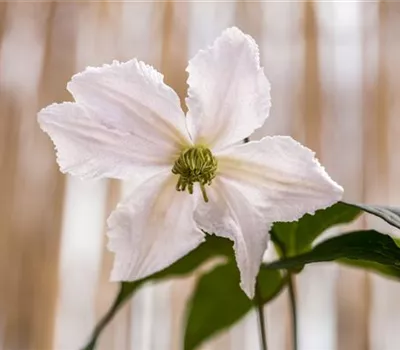 Clematis 'John Paul II'