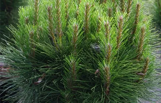 Pinus nigra 'Rondello'