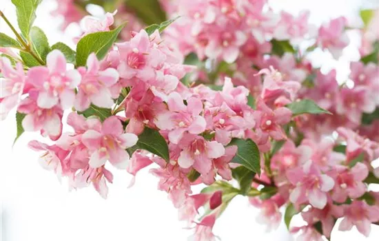 Weigela 'Rosea'