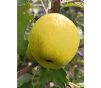 Apfel 'Ananasrenette'