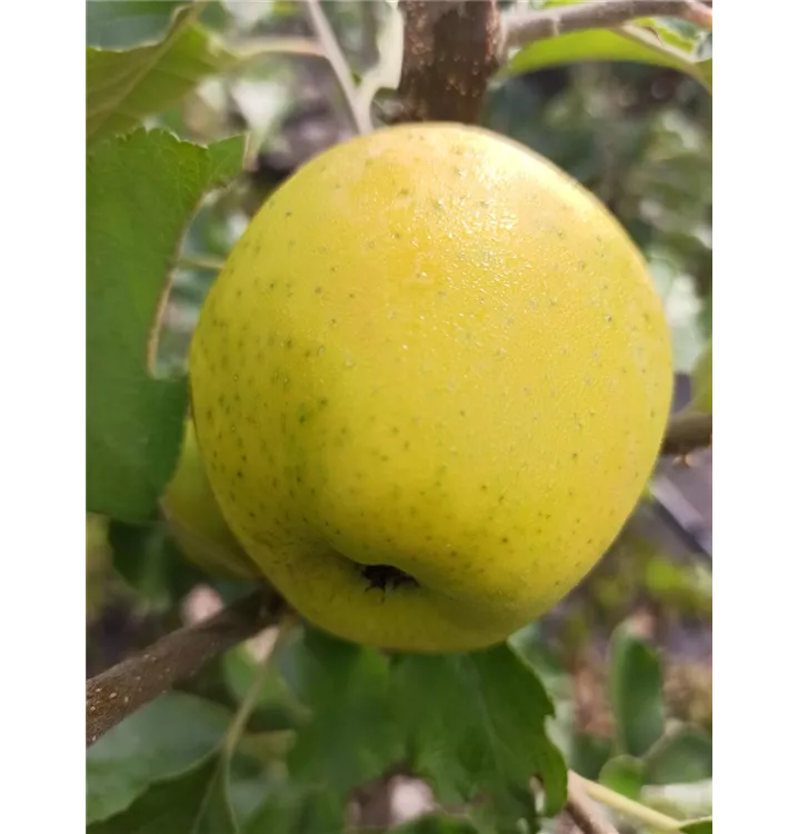 Malus domestica 'Ananasrenette'