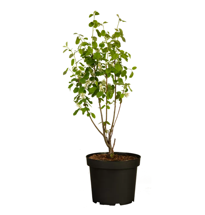 Amelanchier alnifolia 'Smoky'®