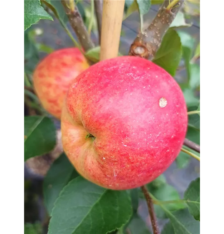 Malus domestica 'Rebella'®