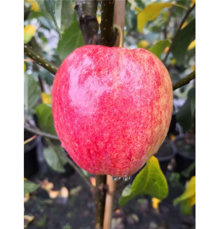 Malus domestica 'Rewena'(s)