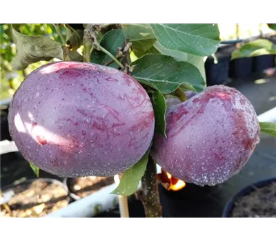 Apfel 'Blauer Kölner'