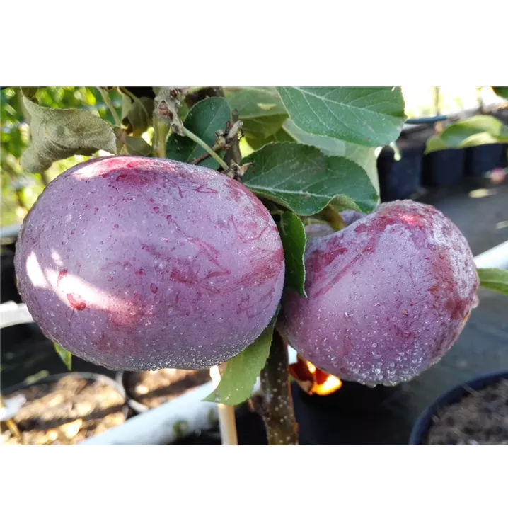 Malus 'Blauer Kölner'