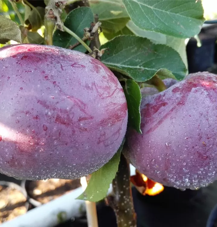 Apfel 'Blauer Kölner'