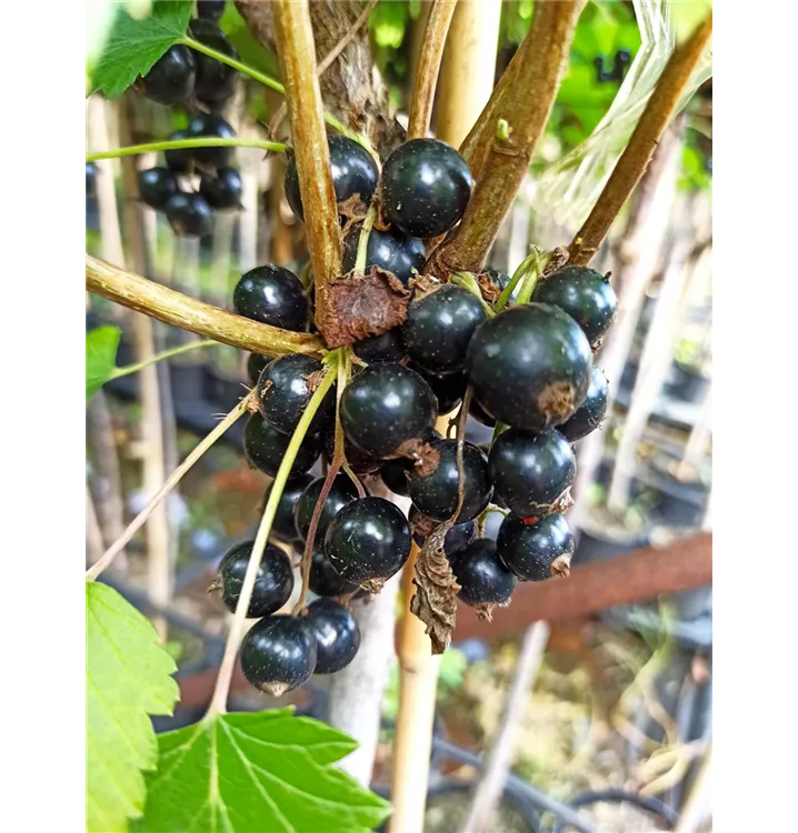 Ribes nigrum 'Ojebyn'