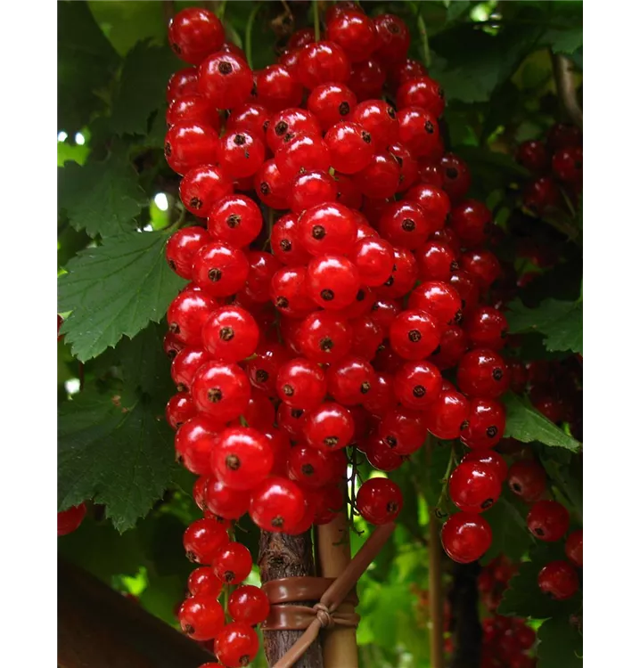 Ribes rubrum 'Rolan'