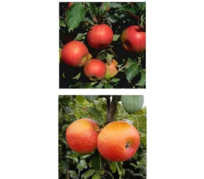 Apfel DUO 'Idared/Alkmene'