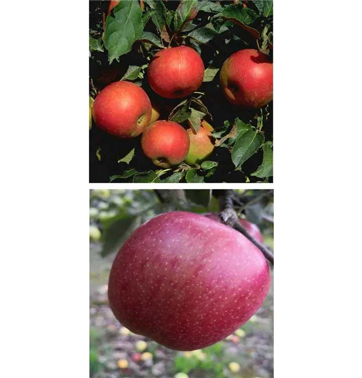 Malus domestica DUO 'Idared/Braeburn'