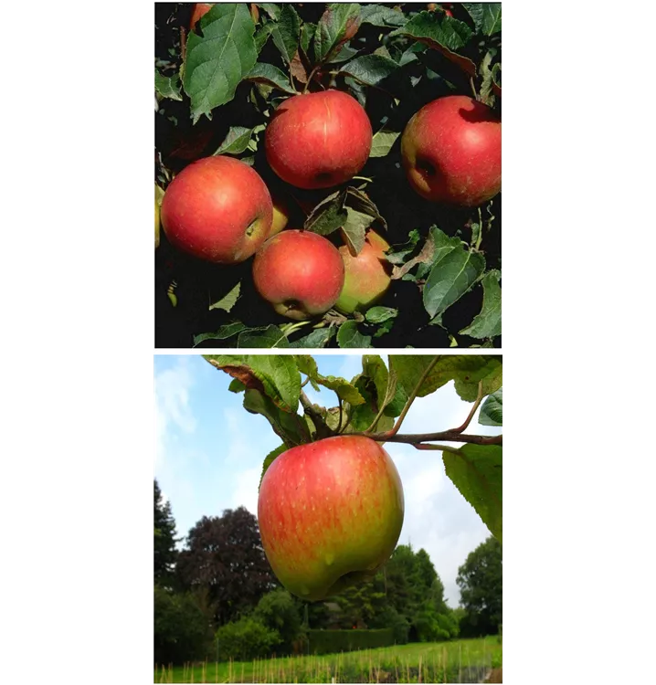 Malus domestica DUO 'Idared/Juwel von Kirchwerder'