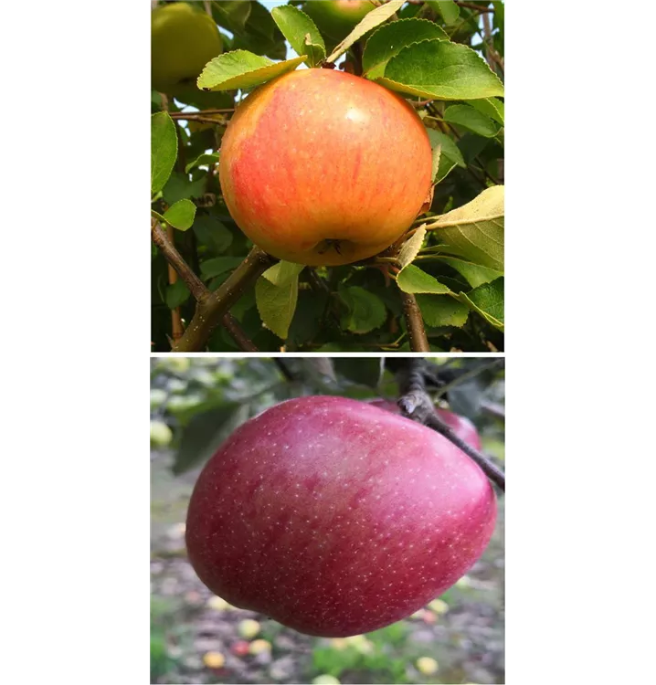 Malus domestica DUO 'James Grieve/Braeburn'