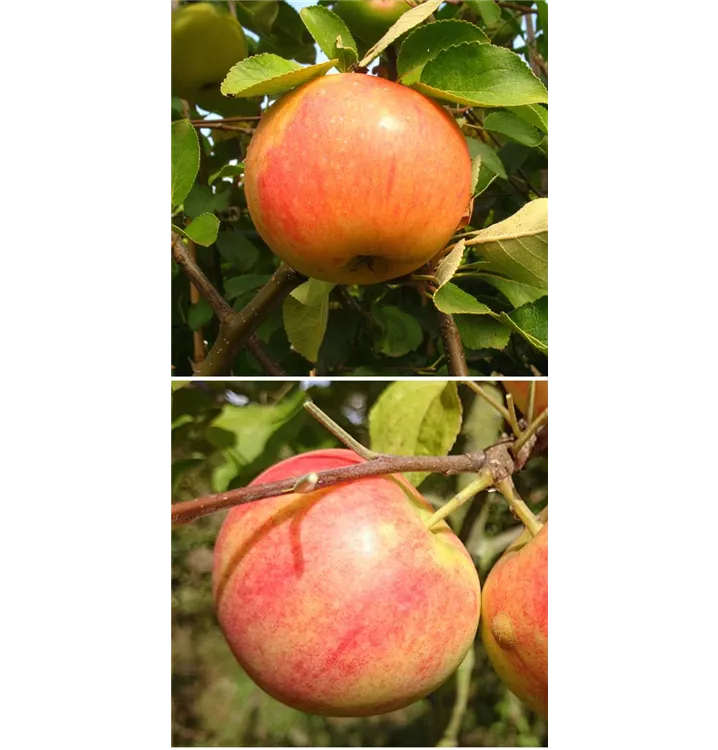 Malus domestica DUO 'James Grieve/Geheimrat Oldenburg'