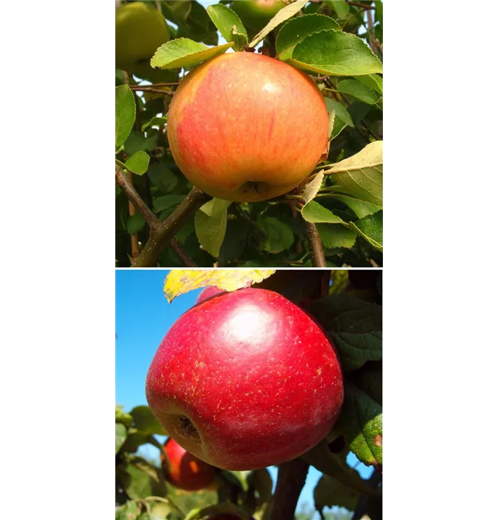 Malus domestica DUO 'James Grieve/Schöner aus Nordhausen'