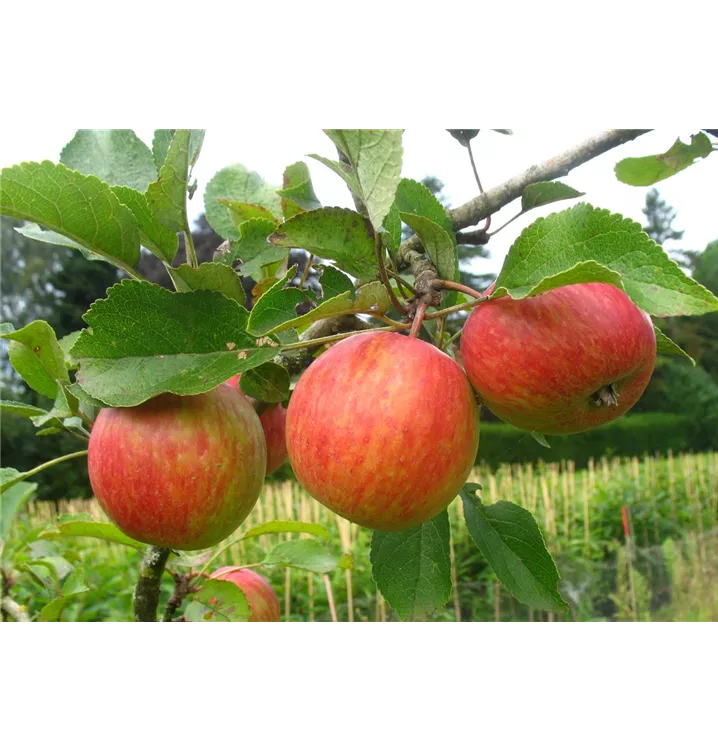 Malus domestica 'Prinzenapfel'