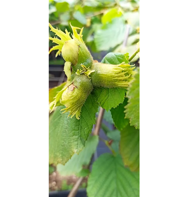 Corylus avellana 'Nottinghams Fruchtbare'