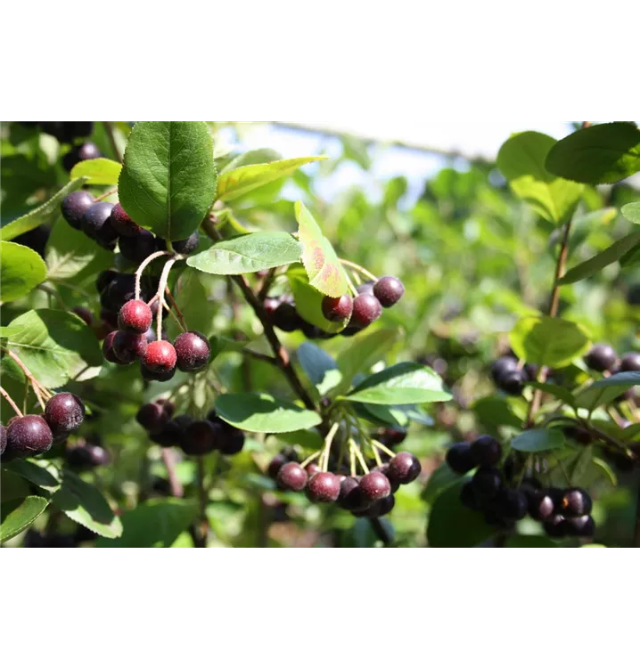 Aronia x prunifolia 'Nero'